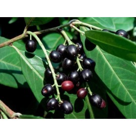 Karayemiş (Laz Üzümü) Prunus LaurocerasusFidanı