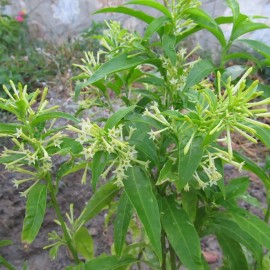 Limon Otu Melisa (Aloysia Triphylla)