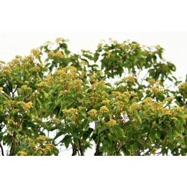 Japon Kuru Üzüm (Şeker Ağacı) Fidanı
